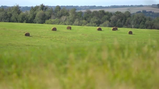 Meadow grass in the wind — Stock Video