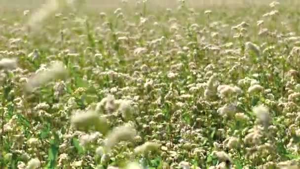 Hermoso campo de trigo sarraceno — Vídeos de Stock