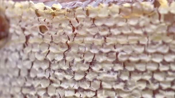 Honey comb close up — Stock Video