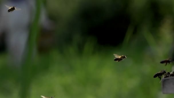 Bienen fliegen in der Nähe des Bienenstocks — Stockvideo