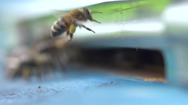 Las abejas vuelan cerca de la colmena — Vídeo de stock