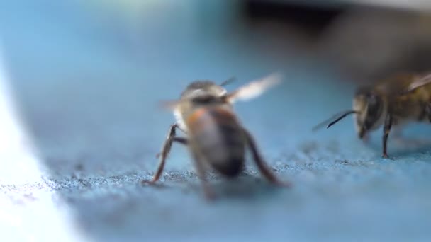 Пчелы летают возле улья — стоковое видео