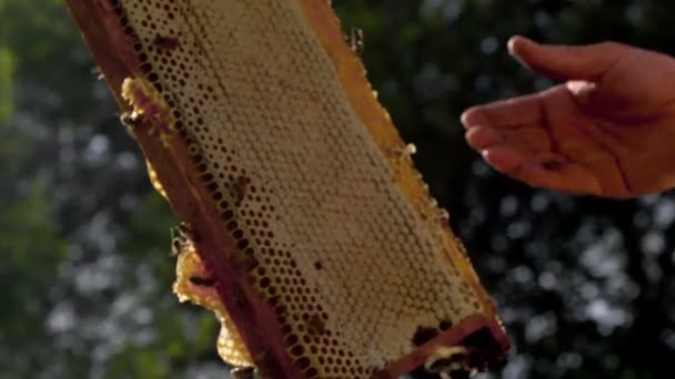 Beekeeper gets honeycomb — Stock Video