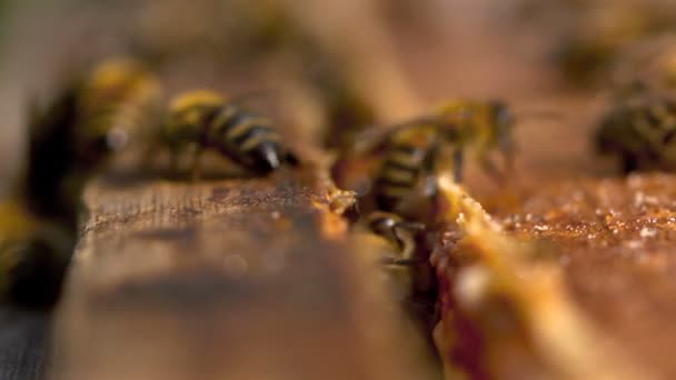 蜜蜂把花蜜转化为蜂蜜 — 图库视频影像