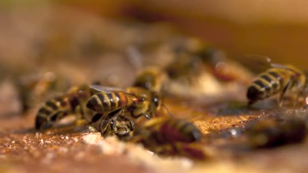 Bees convert nectar into honey — Stock Video