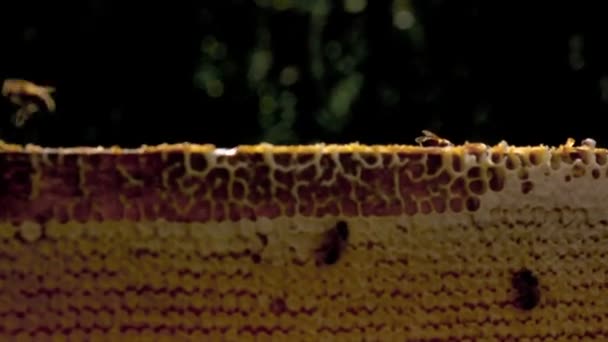 Beekeeper gets honeycomb — Stock Video