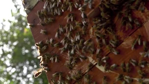 Des abeilles ferment et une ruche — Video