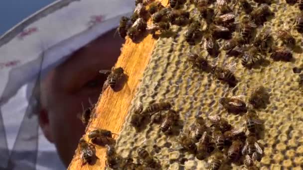 Bienen schwärmen auf einer Wabe — Stockvideo