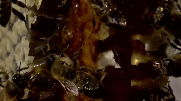 Abeilles essaim sur un nid d'abeilles 