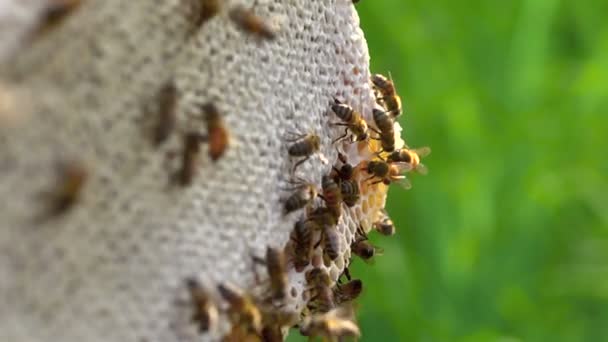 Bees swarming on a honeycomb — Stock Video