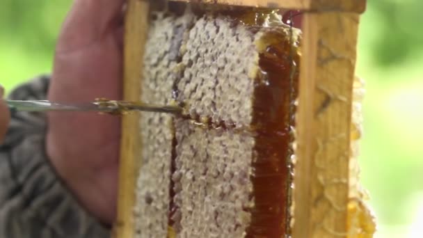养蜂人收集蜂蜜关闭 — 图库视频影像