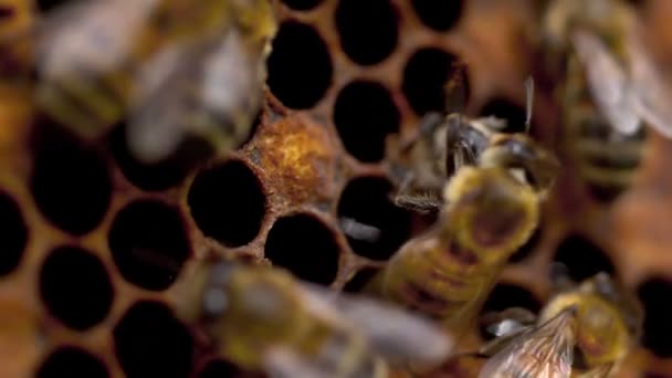 Bienen wandeln Nektar in Honig um — Stockvideo