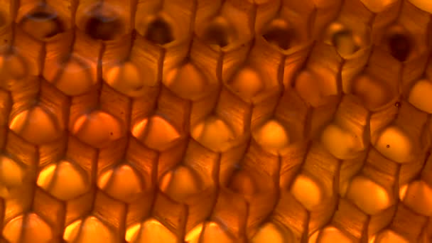 Φόντο χτένα μέλι — Αρχείο Βίντεο