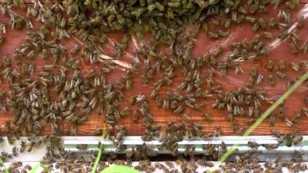 Des abeilles ferment et une ruche — Video