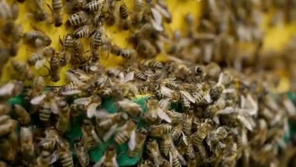 Las abejas se acercan y una colmena — Vídeo de stock