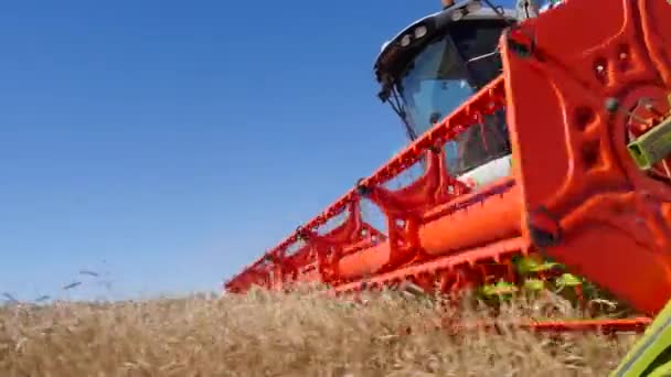 Сбор зерна с помощью комбайнов — стоковое видео