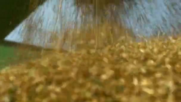 Grain pours from a combine into a truck — Stock Video