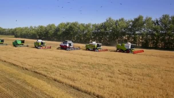 Voo aéreo sobre colheitadeiras — Vídeo de Stock