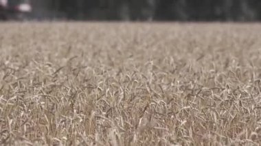 buğday hasat hasat birleştirmek