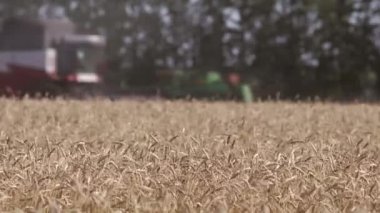 Buğday hasat toplama kombaynları