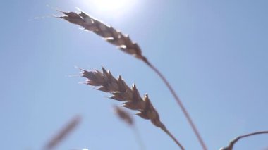 Mısır hasat kulakları
