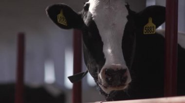 Tarım meraklı inek