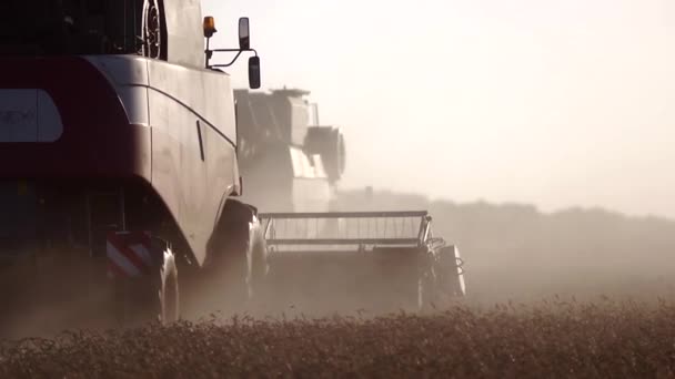 Mähdrescher erntet Weizen — Stockvideo