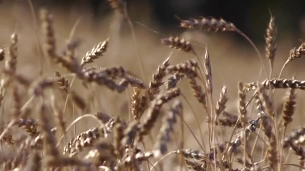 Colheita de espigas de milho — Vídeo de Stock