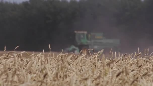 Збиральні комбайни збирають пшеницю — стокове відео