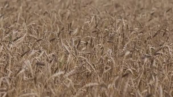 Uszy pszenicy na wietrze — Wideo stockowe
