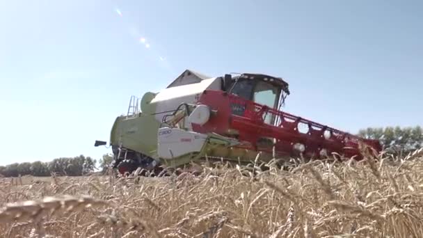 Combine harvester harvesting wheat — Stock Video