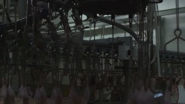 Procesamiento de pollo en la fábrica — Vídeo de stock