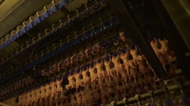 Lavorazione del pollo in fabbrica — Video Stock