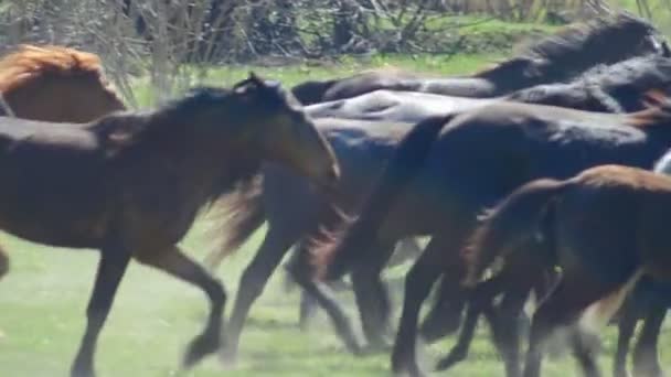 chevaux sauvages galopant un mouvement Lent 