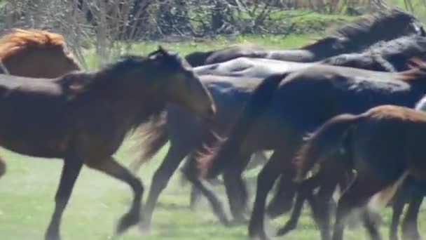 Wild horses galloping a motion Slow — стоковое видео