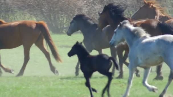 Дикі коні дістають рух повільно — стокове відео