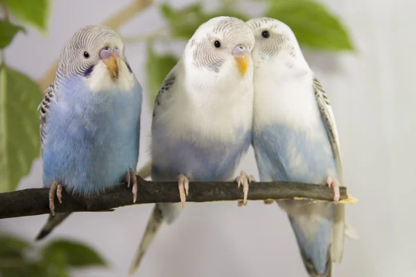 Drie kleine papegaaien zittend op boomtak — Stockfoto