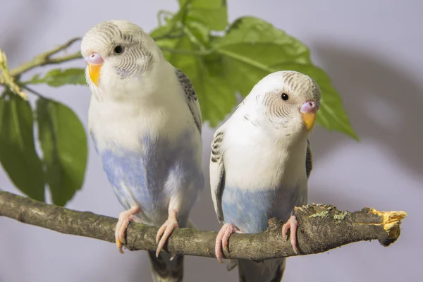 Små papegojor sitter på trädgren — Stockfoto