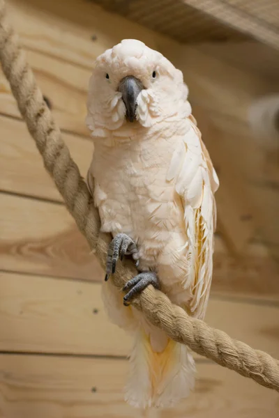 コカトゥーのオウムの保育園の白い鳥のクローズアップ — ストック写真