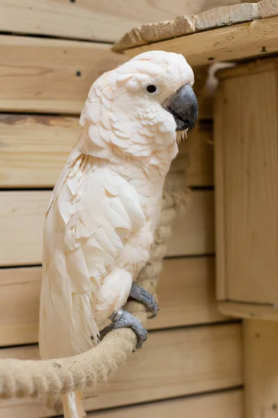 Gros Plan Oiseau Blanc Dans Une Pépinière Perroquets Cacatoès — Photo