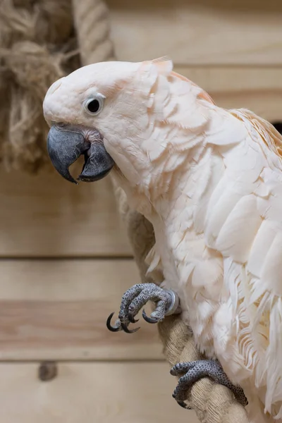 Close Pássaro Branco Berçário Papagaio Cacatua — Fotografia de Stock