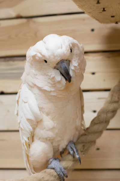 Close White Bird Cockatoo Parrot Nursery Stock Image