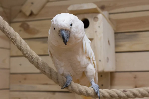 Primer Plano Pájaro Blanco Vivero Loro Cacatúa Fotos de stock libres de derechos