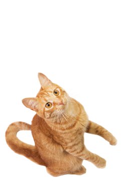 Kırmızı kedi beyaz izole.