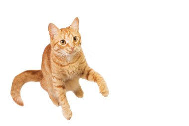 Kırmızı kedi beyaz izole.