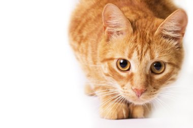 Kırmızı kedi beyaz izole.