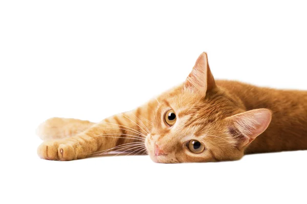 Kırmızı kedi beyaz izole.