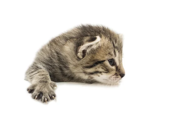 Het kleine kitten geïsoleerd op wit — Stockfoto