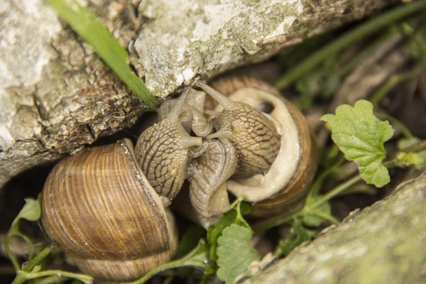 Two little snails are on the nature — Stock Photo, Image