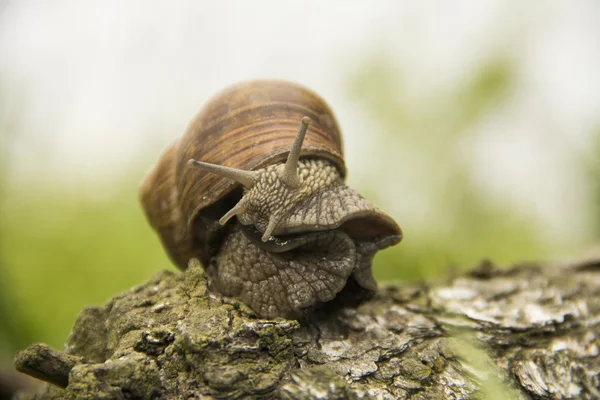 Petit escargot rampant sur un arbre sur un fond vert — Photo